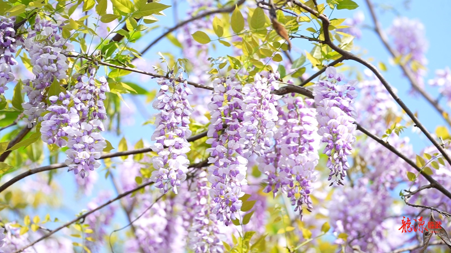 秦汉古道：春风拂古道  繁花映雄关