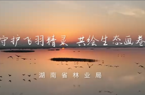 守护飞羽精灵 共绘生态画卷