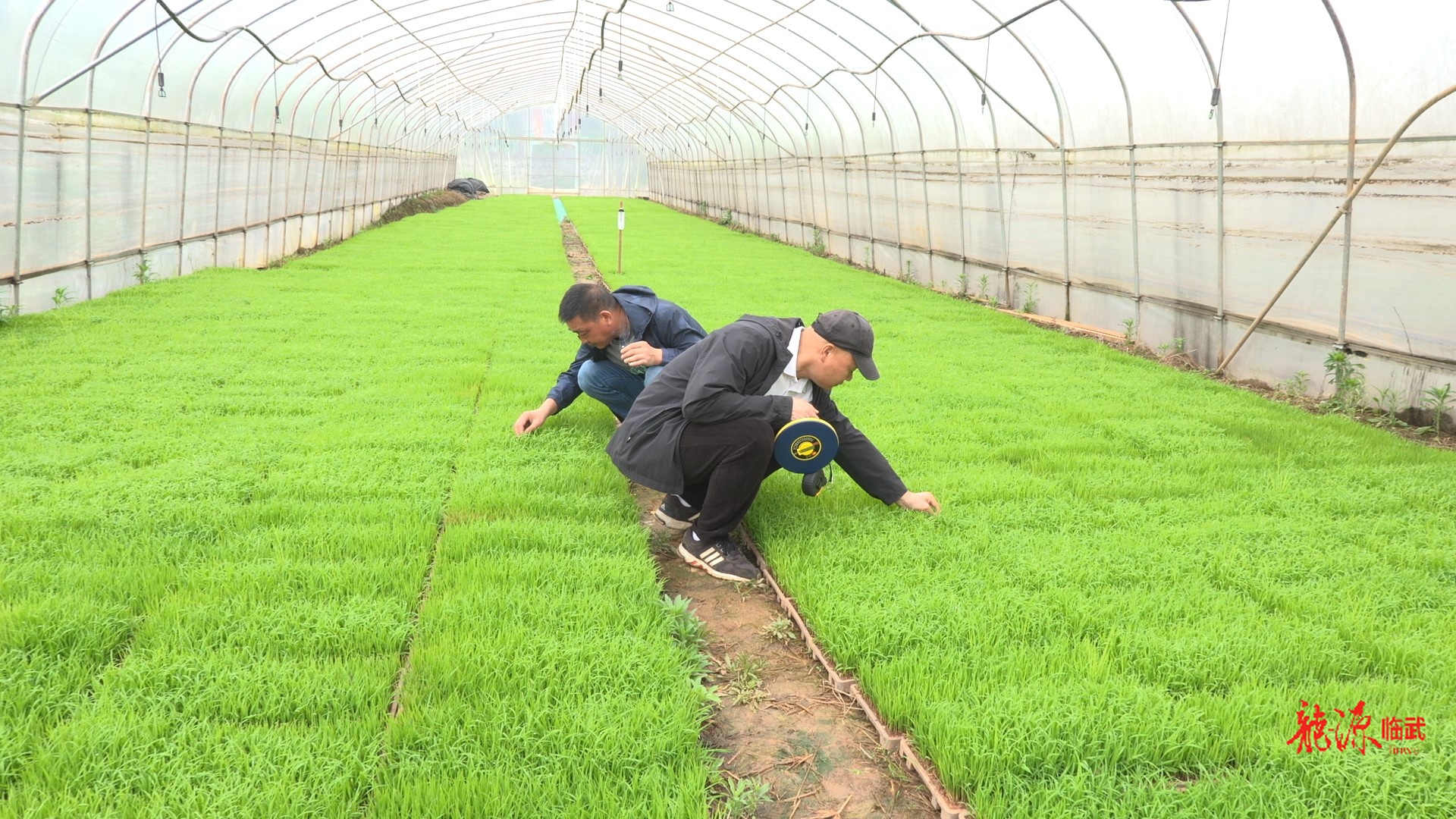 开局八好 乘势而上｜临武县农业农村局：早稻育秧核查忙 政策技术双护航