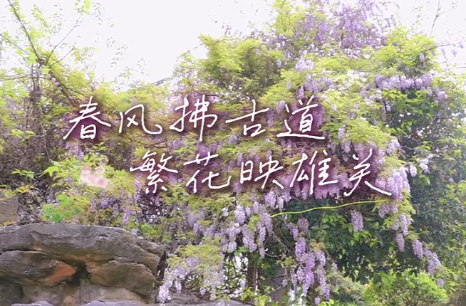 【学习强国】百灵丨郴州临武秦汉古道：春风拂古道 繁花映雄关