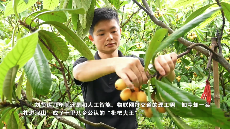 【郴州日报】从理工男到“枇杷大王” ——临武“新农人”刘贤达的跨界振兴路