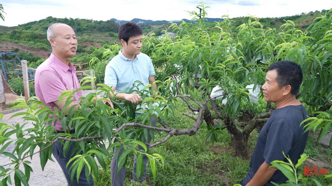 持续深化“六大新行动” 全面彰显“七个新担当”  | 临武县农业综合服务中心：矮化桃园接“精果” 林间地头授“良方”