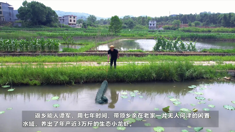 【学习强国】乡村振兴丨谭军：返乡养虾兴产业 带领乡亲共致富