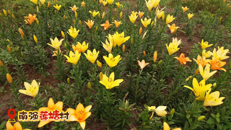 【学习强国】湖南郴州临武：百合开出乡村振兴“致富花”