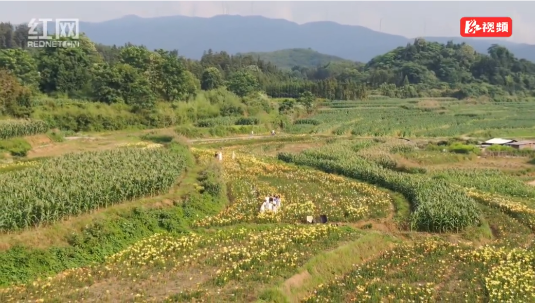 【红网时刻】临武县南强镇：百合花的新“钱”景