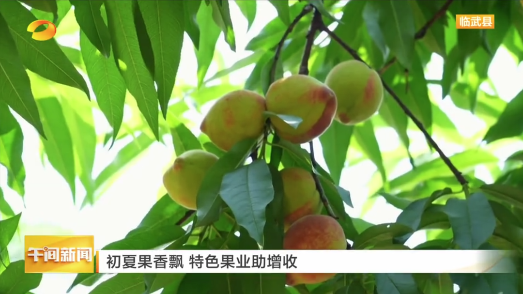 湖南卫视【午间新闻】初夏果香飘 特色果业助增收