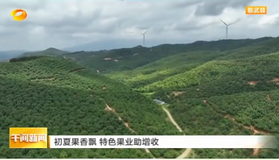 【学习强国】农民丰收丨郴州临武：初夏果香飘 特色果业助增收