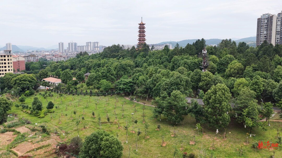 【新湖南】全民植绿护绿！临武10万株新绿守护两江之源