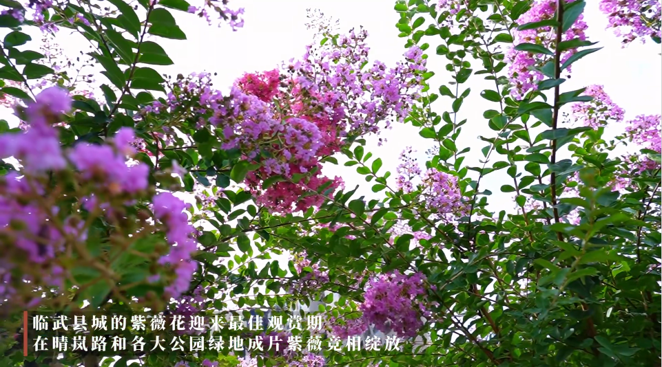 【学习强国】亲自然｜盛夏临武 紫薇成诗