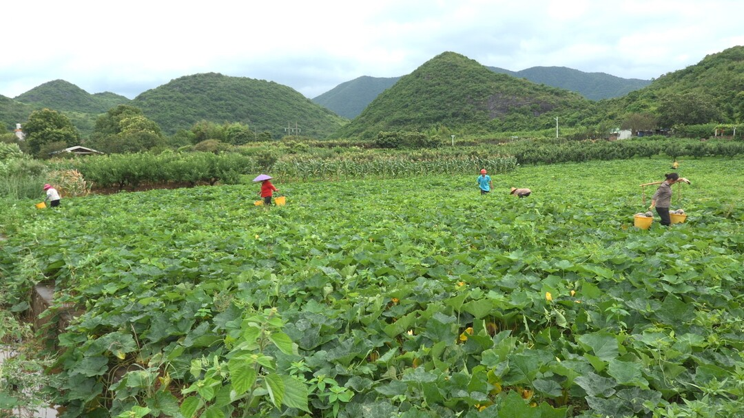 开局八好 乘势而上｜舜垦农业：瓜果飘香采收忙 特色种植促增收