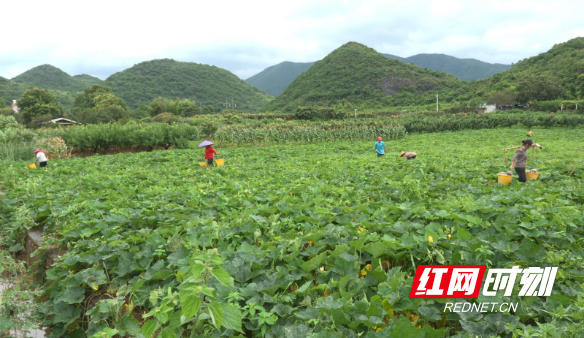 【红网时刻】临武县：瓜果飘香采收忙 特色种植促增收