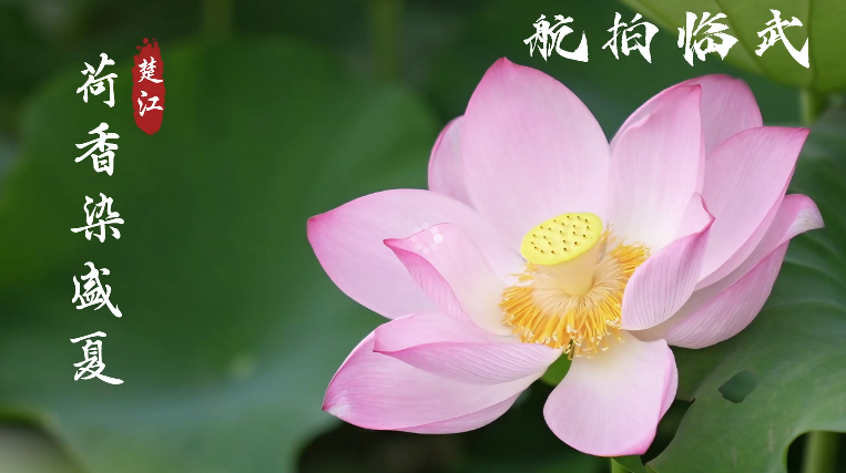 【学习强国】亲自然丨郴州临武：楚江荷韵 盛夏寻幽