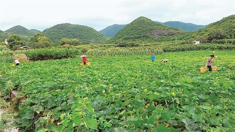 【郴州日报】临武县舜垦农业特色果蔬丰产提质