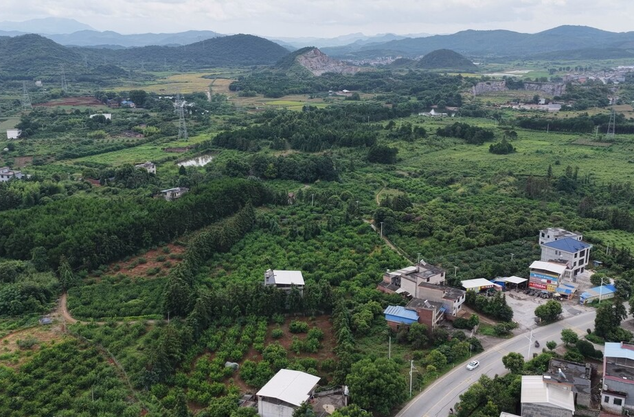 花塘：鹰嘴桃上市 特色水果鼓起果农“钱袋子”