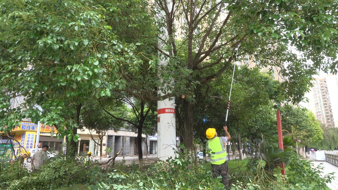 临武县园林绿化服务中心：修剪下垂枝条 消除汛期道路安全隐患