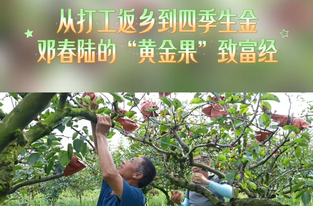 从打工返乡到四季生金 邓春陆的“黄金果”致富经