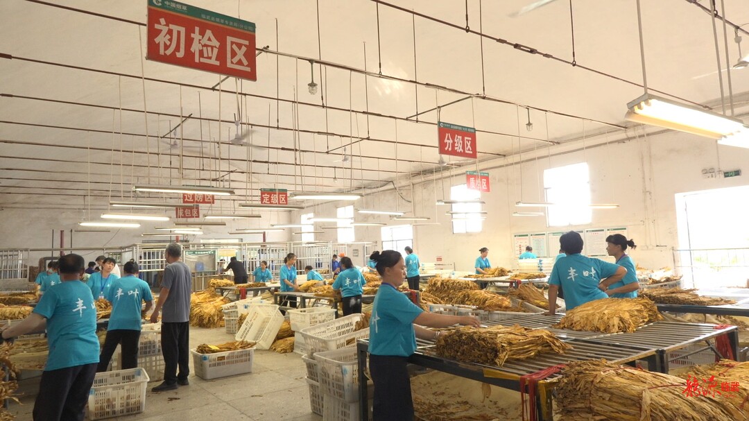 开局八好 乘势而上 | 1.55万亩烟叶开秤收购 鼓起群众“钱袋子”