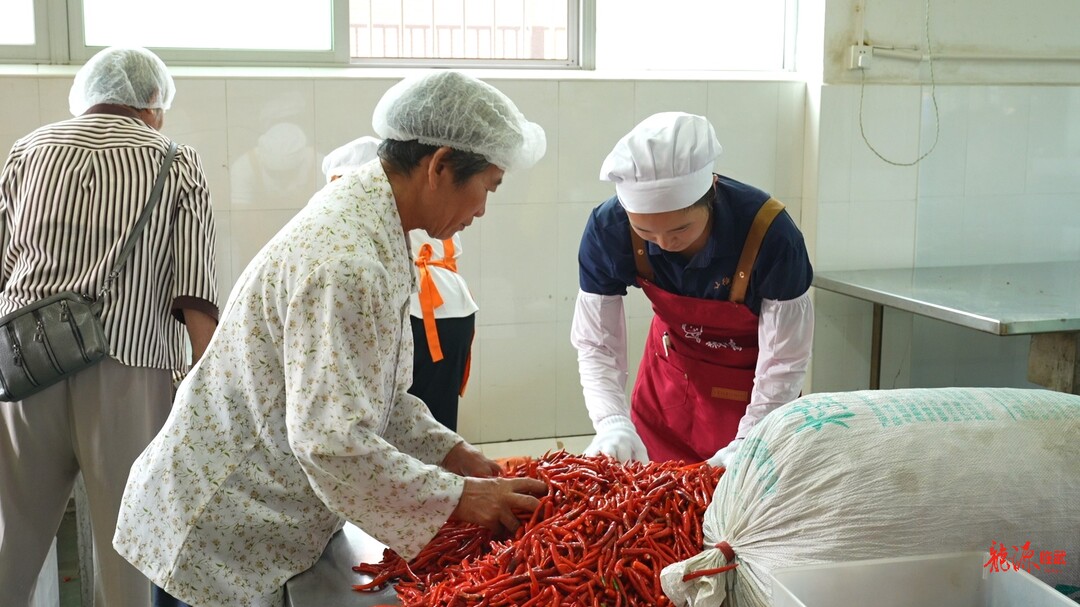 小辣椒串起大产业 “公司+农户”铺就火红致富路