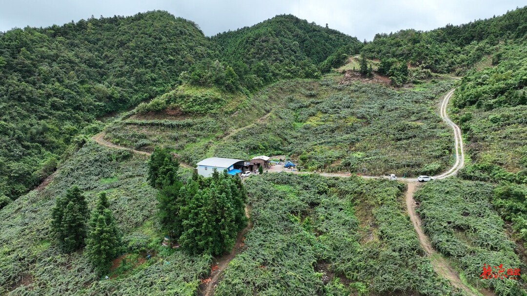 南强：百亩高山猕猴桃即将上市