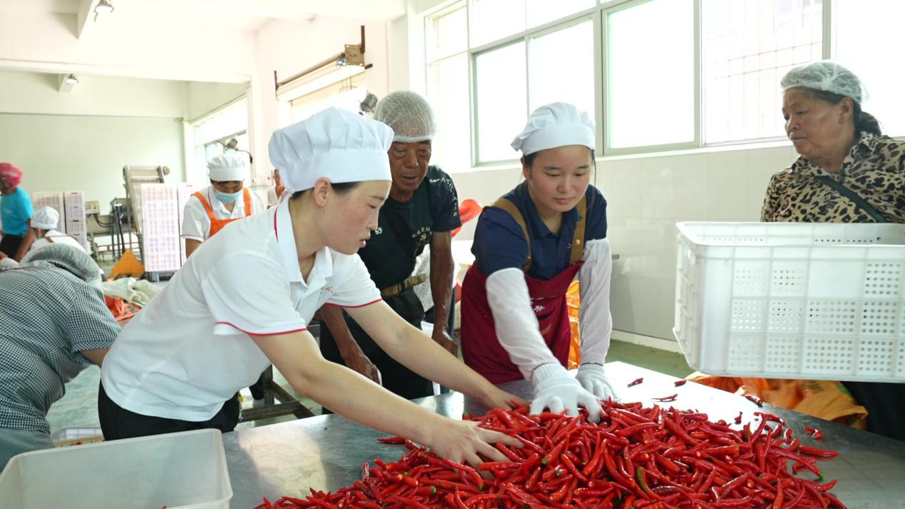 【人民网】湖南临武：小辣椒串起大产业 “公司+农户”铺就火红致富路