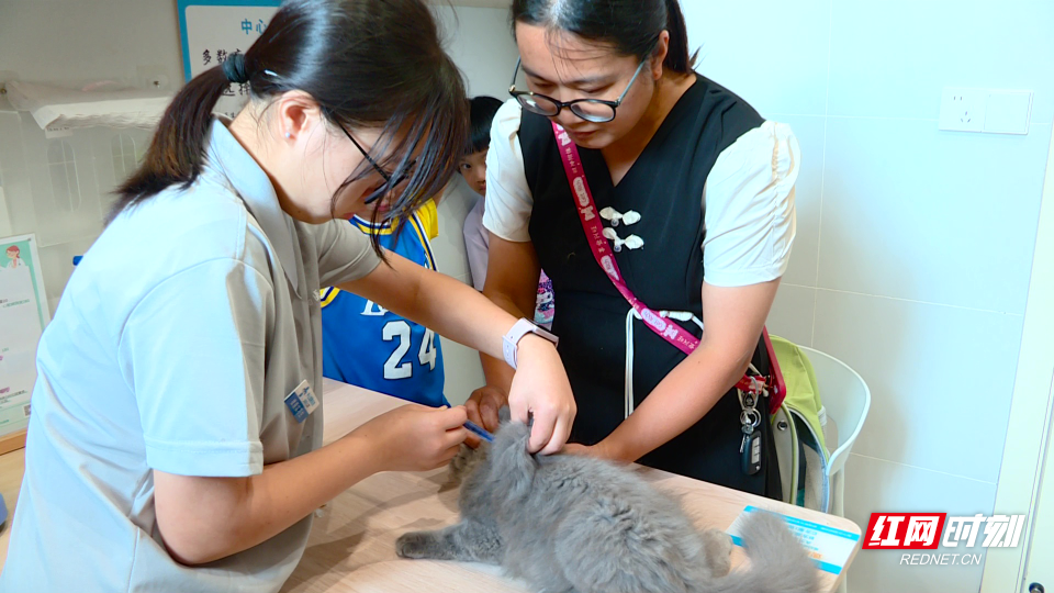 【红网时刻】临武县：开展犬风铃公益行动 共筑人犬和谐家园
