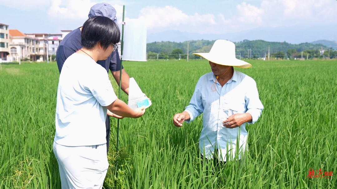 临武县推广绿色防控新模式 2.5万亩农田有了“生态卫士”