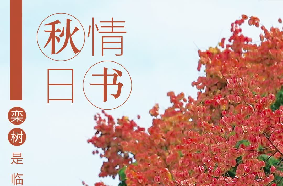 航拍临武 | 栾树花开满城秋