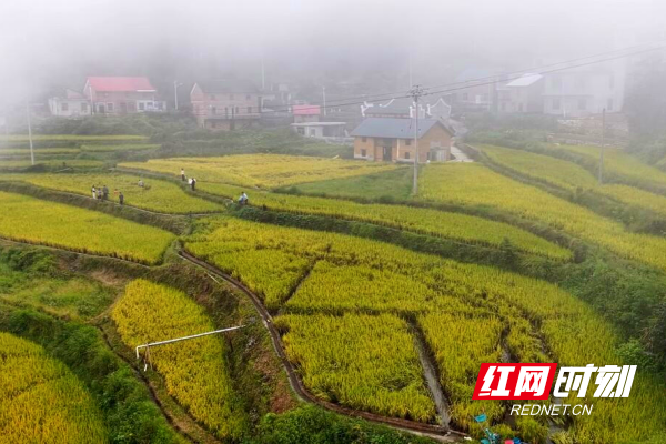 【红网时刻】临武县水东镇：禾花鱼游出大“钱”景