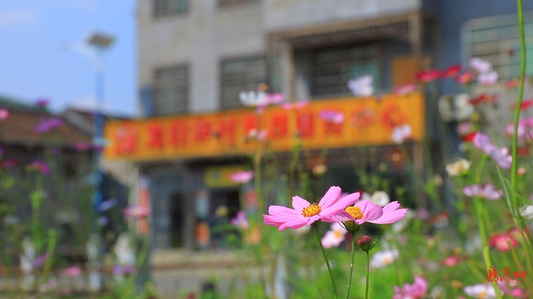 汾市：格桑花开迎客来