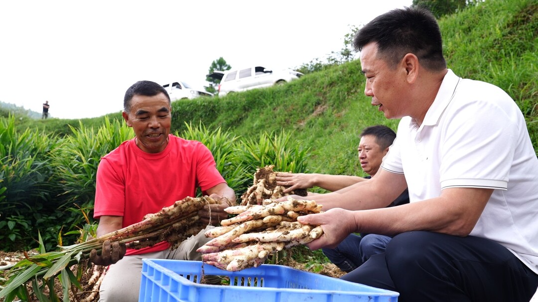 开局八好 乘势而上｜楚江：小紫姜种出大产业