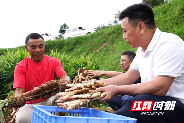 【红网时刻】临武县楚江镇：小紫姜种出大产业