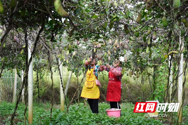 【红网时刻】临武县汾市：金秋八月瓜“炸”开致富路