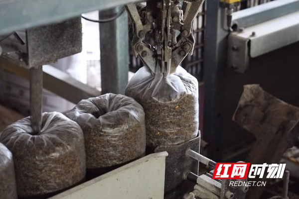 【红网时刻】临武县南强镇：小小食用菌 撑起乡村致富伞