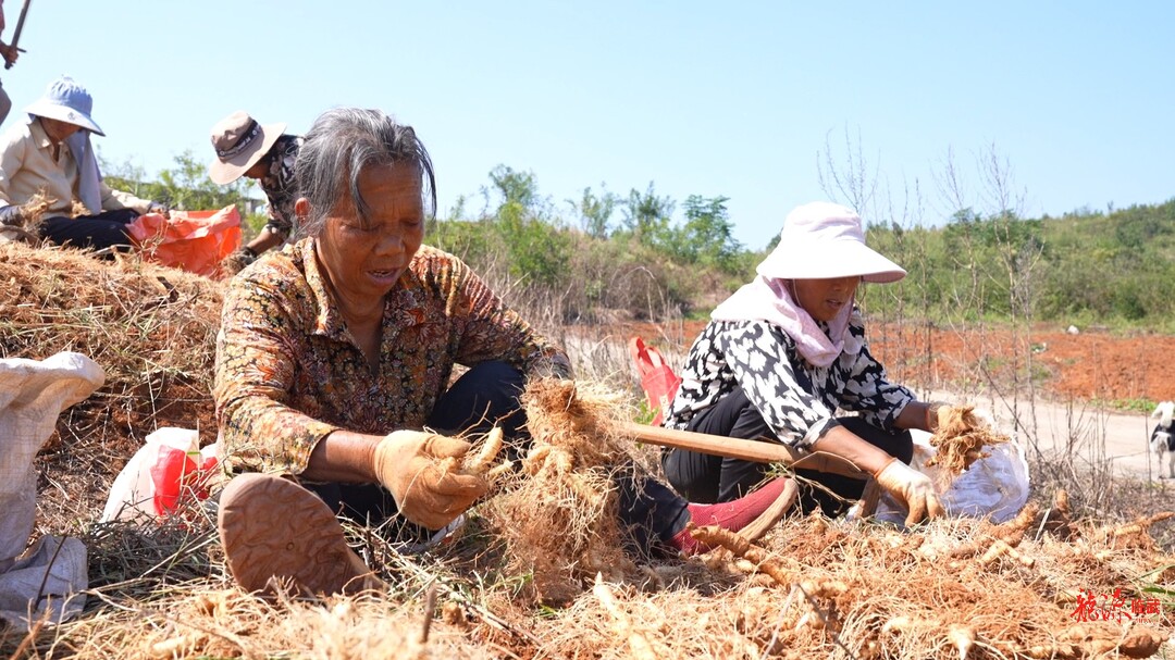 香花镇：玉竹丰收采收忙 山间药草变“黄金草”