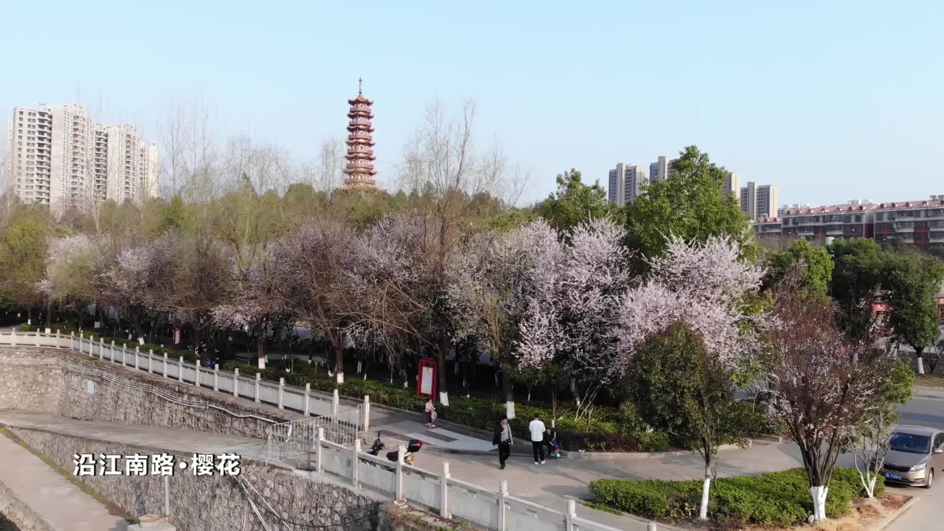 三月樱花开 春光正烂漫