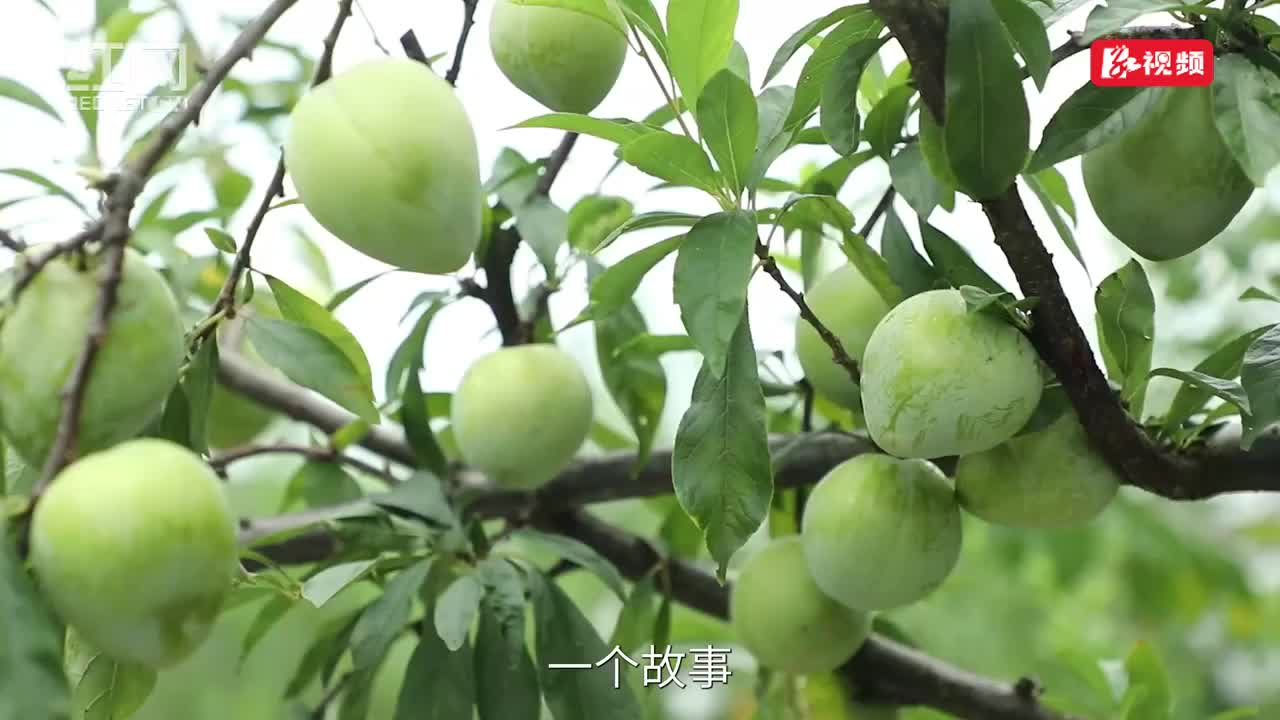 视频丨朋友圈带货，红色沙洲“热卖绿色”