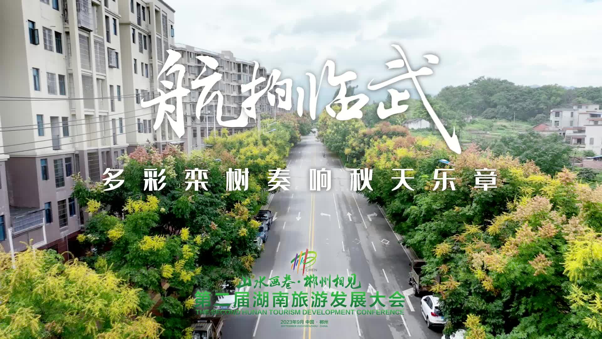航拍临武｜多彩栾树奏响秋天乐章