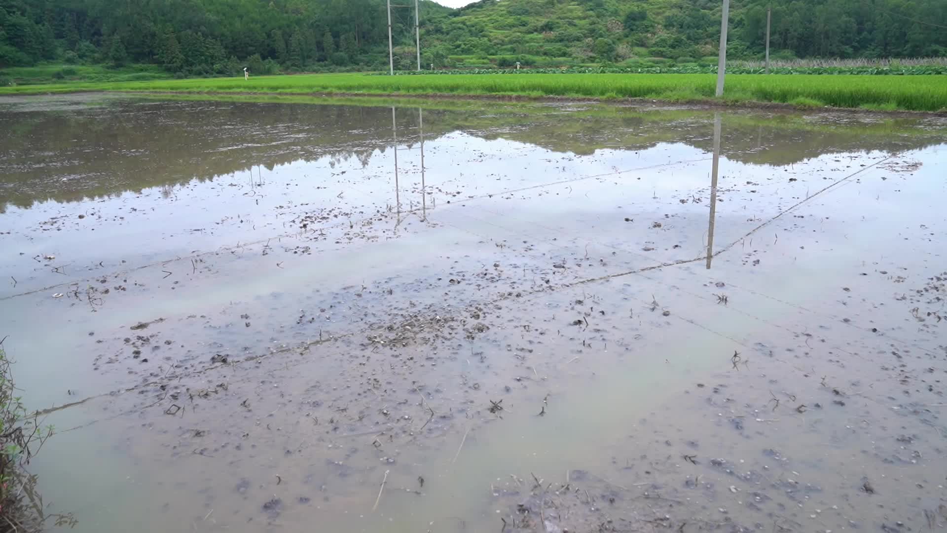 临武县农业农村局启动福寿螺防控试点