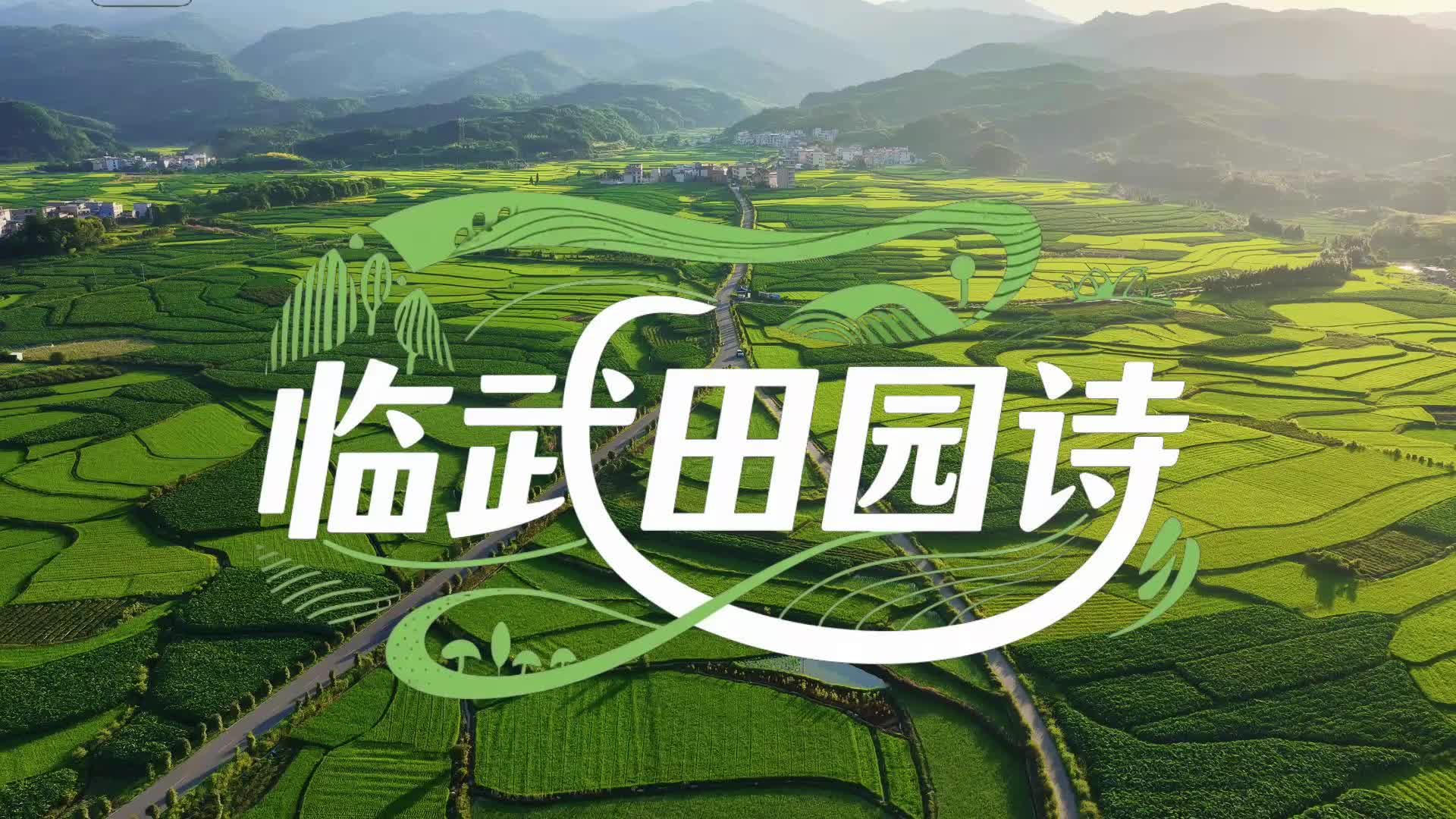 临武夕照：稻浪染金辉