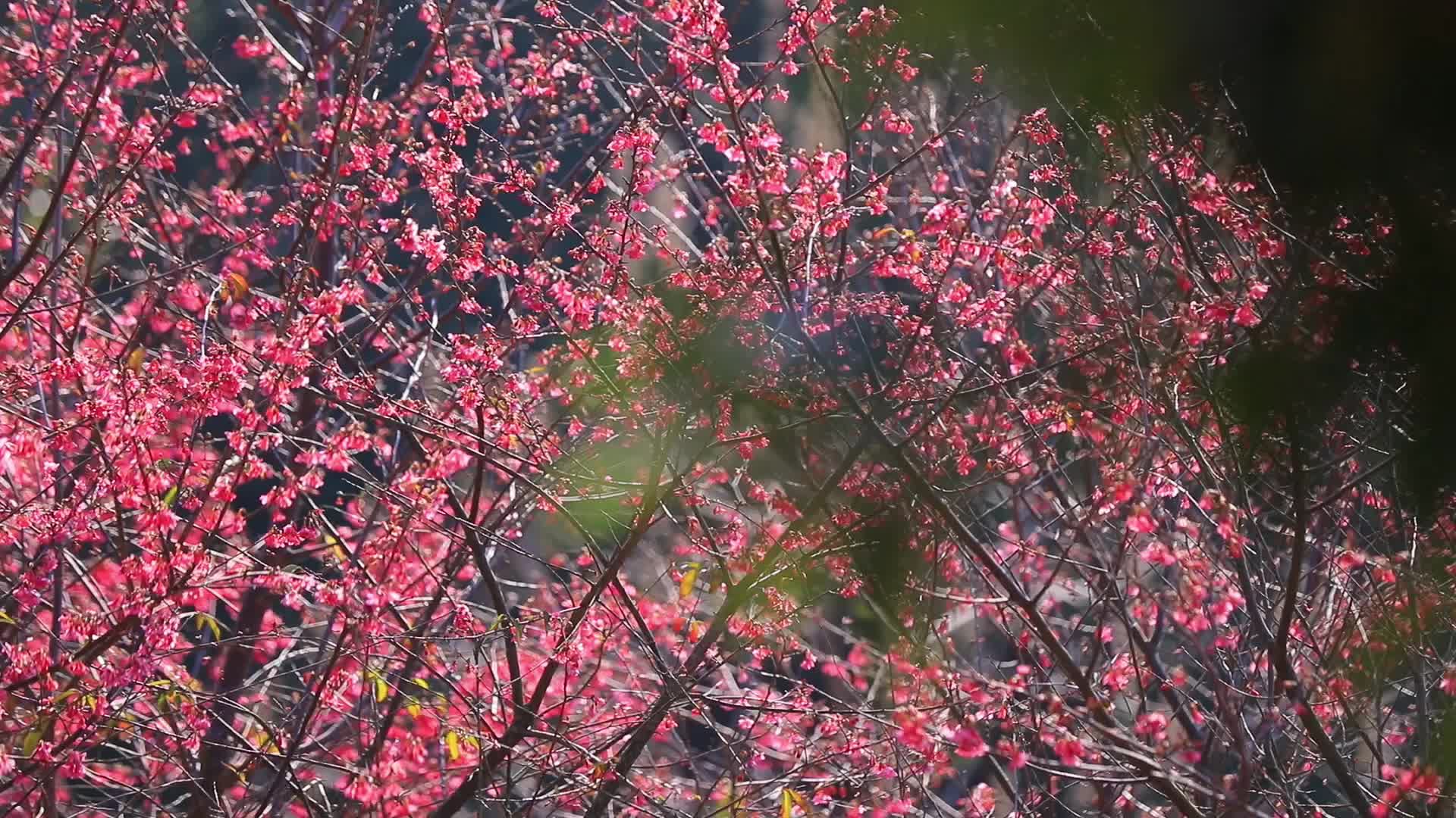 黄龙山植物园：冬韵临武  樱花醉游人