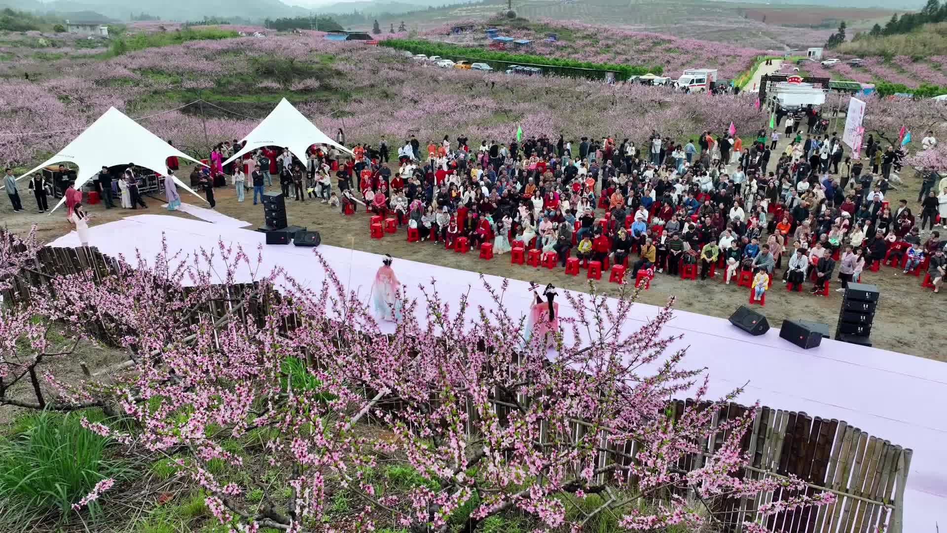 开局八好 乘势而上｜踏青正当时 南强“桃花嘉年华”迎来赏花热潮