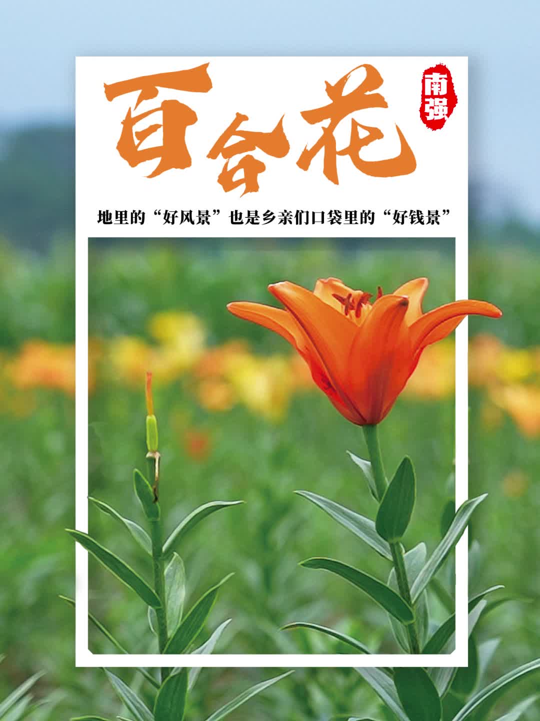 百合花：地里的“好风景”也是乡亲们口袋里的“好钱景”
