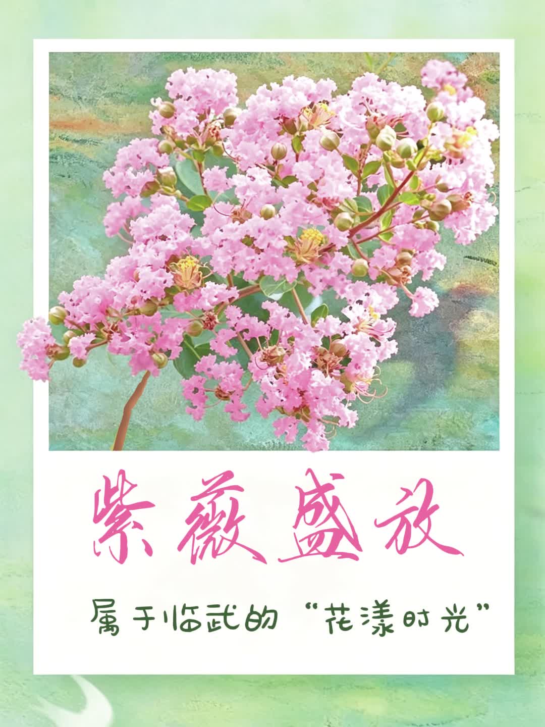 紫薇盛放：属于临武的“花漾时光”