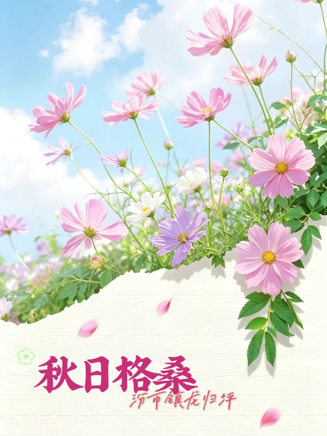 汾市镇龙归坪：秋日格桑