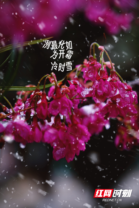 【红网时刻】海报 | 临武：这场雪该怎样留白