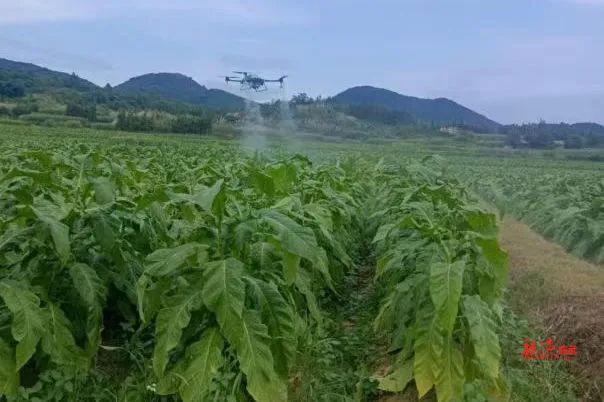 【新湖南】临武：“巡察监督”激发供销活力，赋能乡村振兴