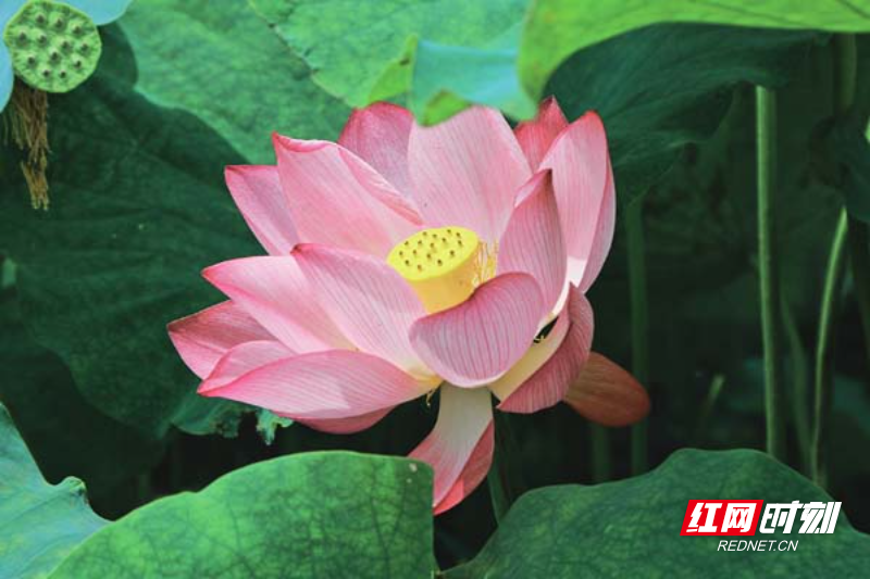 【红网时刻】组图 | 临武：油湾风荷依依举