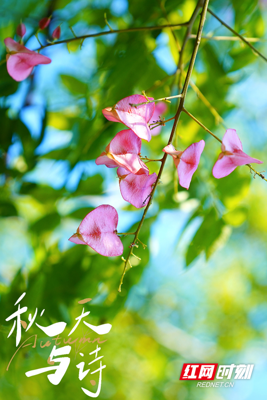 【学习强国】美景如画 | 湖南临武：栾树从来不负秋