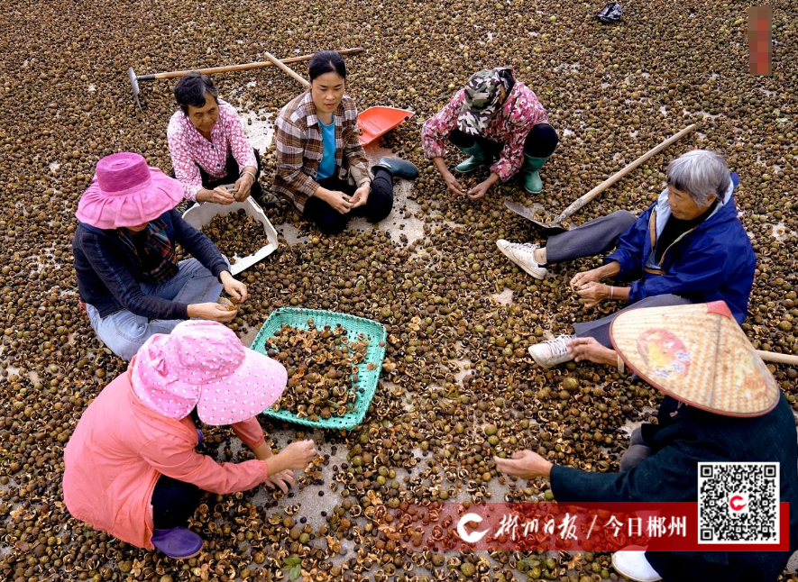 【今日郴州】临武太和村：油茶丰收了