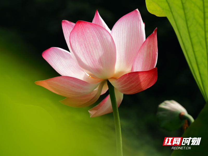 【红网-湖南频道】组图 | 临武县：一池荷香醉山村